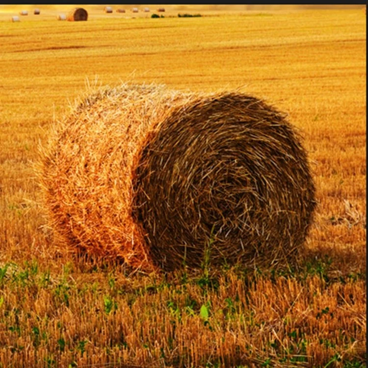 Emballage de plastique de la balle net pour l'ensilage de ferme l'herbe sèche Filet d'emballage