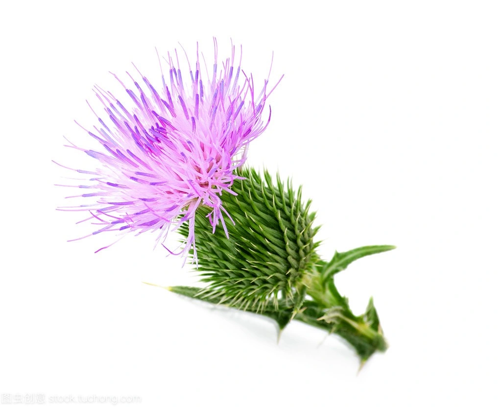 Liver Health Natural Silymarin Silybin Isosilybin Milk Thistle Extract