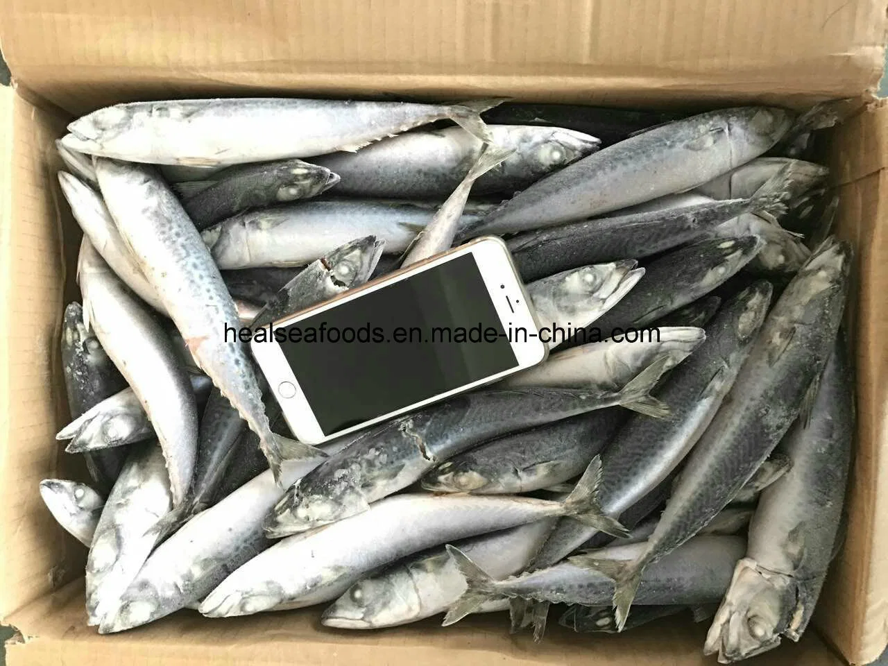 Best Freshness Mackerel Fish for Canned