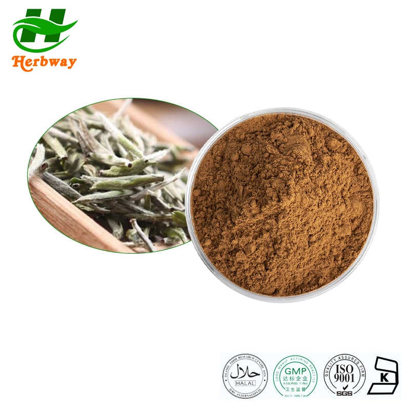 Herbway Kosher Halal Fssc HACCP Certified Free Sample White Tea Extract Health Food 30%Polyphenols