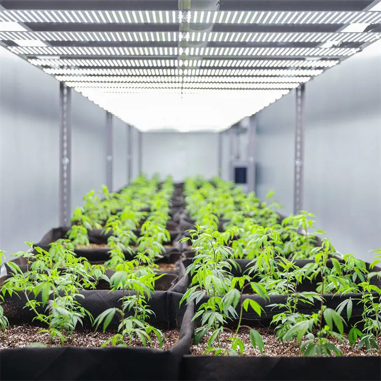 Container Greenhouse with Automatic Vegetable Hydroponics System