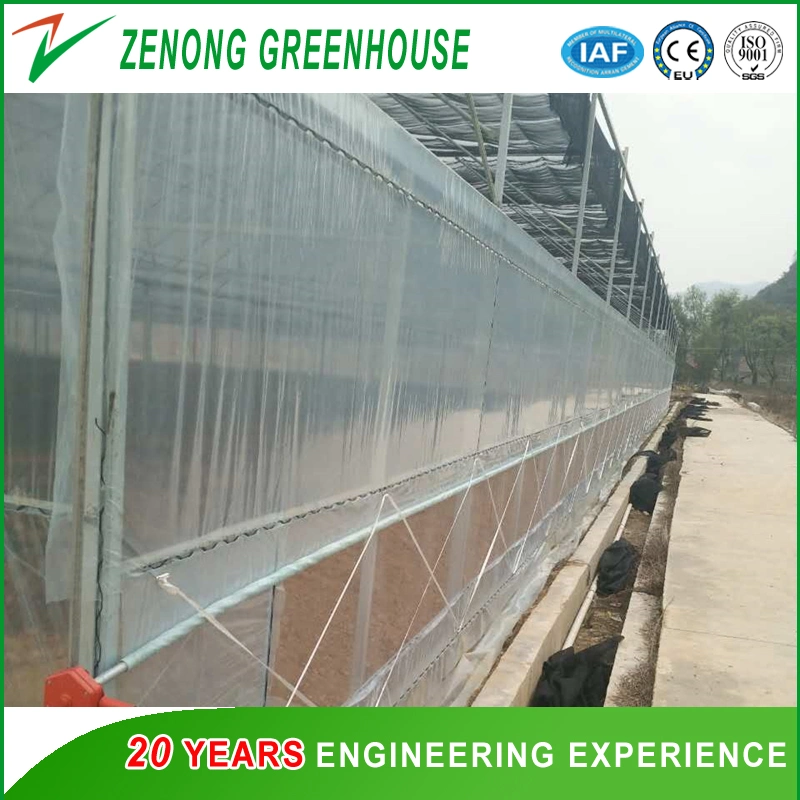 Multi-Span Intelligent Poly Tunnel Greenhouse Covered with Po Film for Cultivation/Exhibition/Experiment/Eco Park