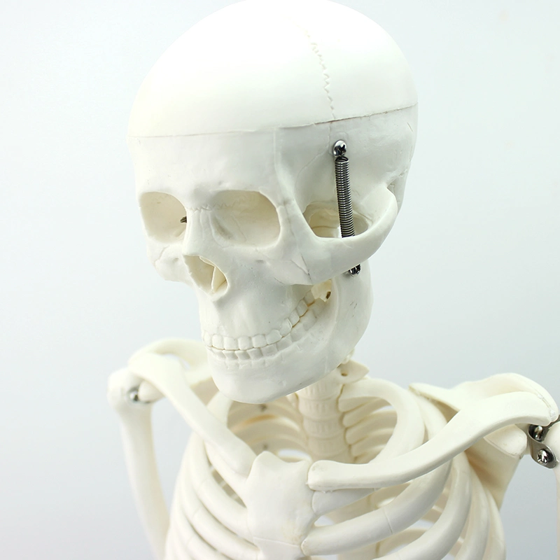 High Reproduction and Accuracy Medical Teaching Models Bone Color Human Teaching Skeleton 85cm Human Skeleton of PVC