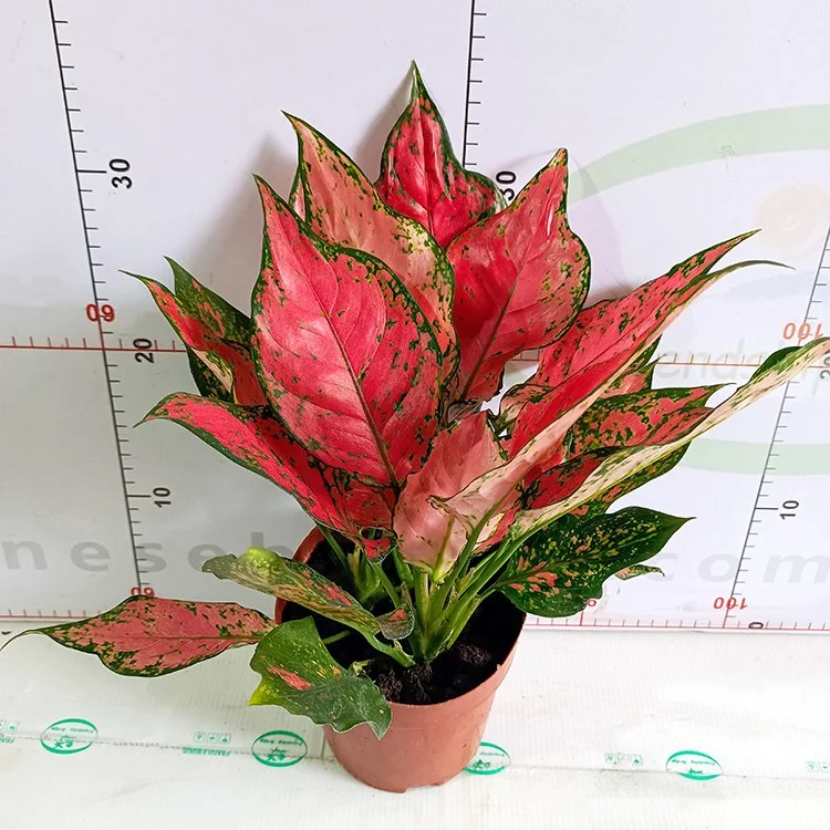 Hot Sale Real Plants Red Ruby Aglaonema