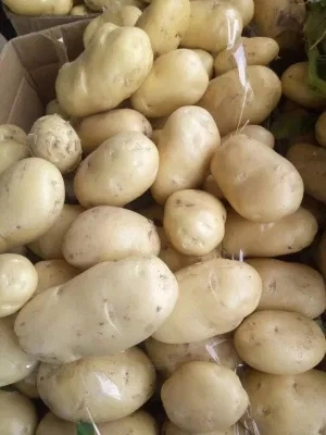 New Crop Overseas Direct Supply Fresh Potatoes