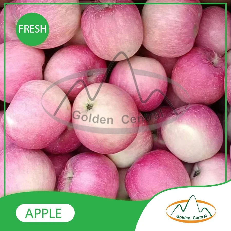 Chinese Hot Selling Good Quality New Crop FUJI Apple with Cheap Price