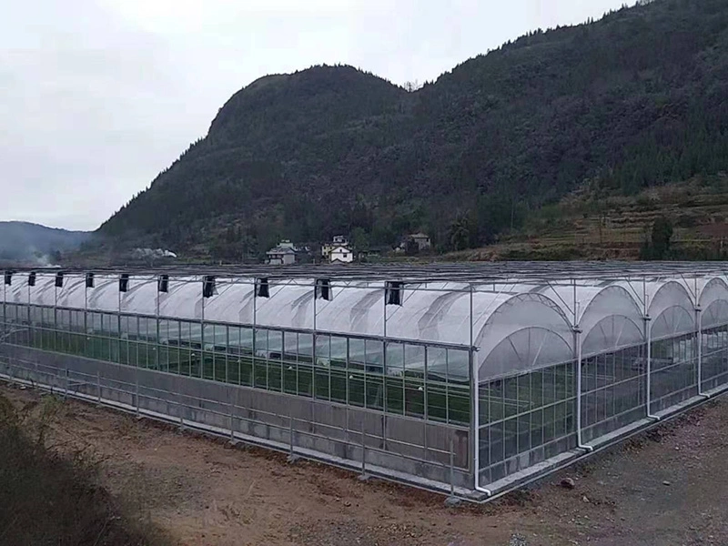 Modern Agriculture Plastic Film Multi-Span Greenhouse for Vegetables/Fruits/Tomato/Cucumber/Lettuce/Pepper/Strawberry/Eggplant