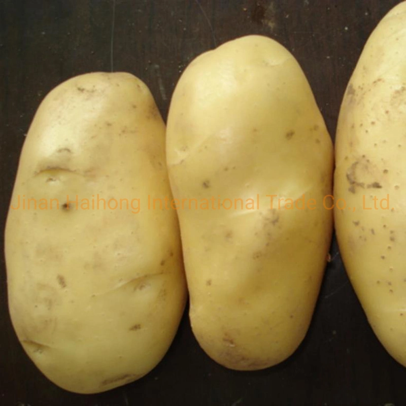 Good Quality Fresh Holland Potato