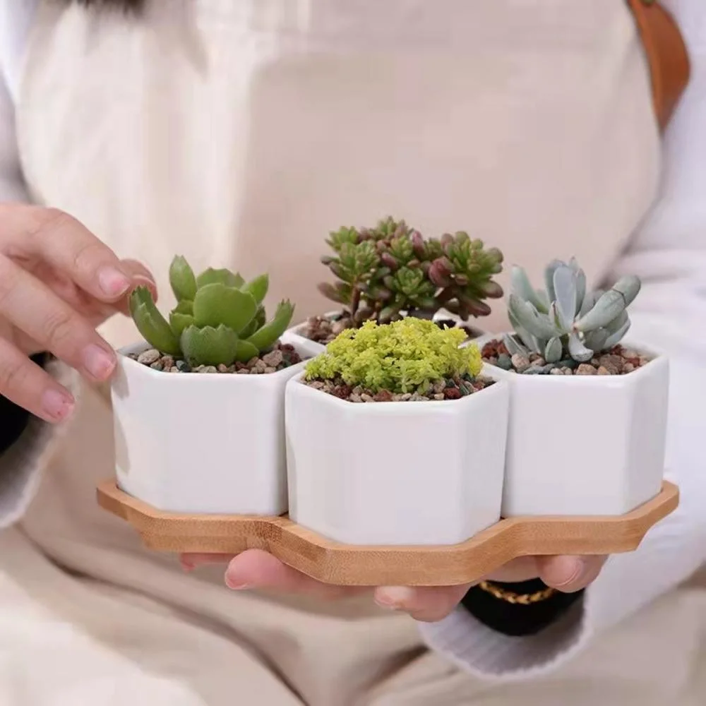 Succulent Ceramic Small Hexagon Pot with Bamboo Tray Mini Assorted Artificial Cactus Plants Wyz21945