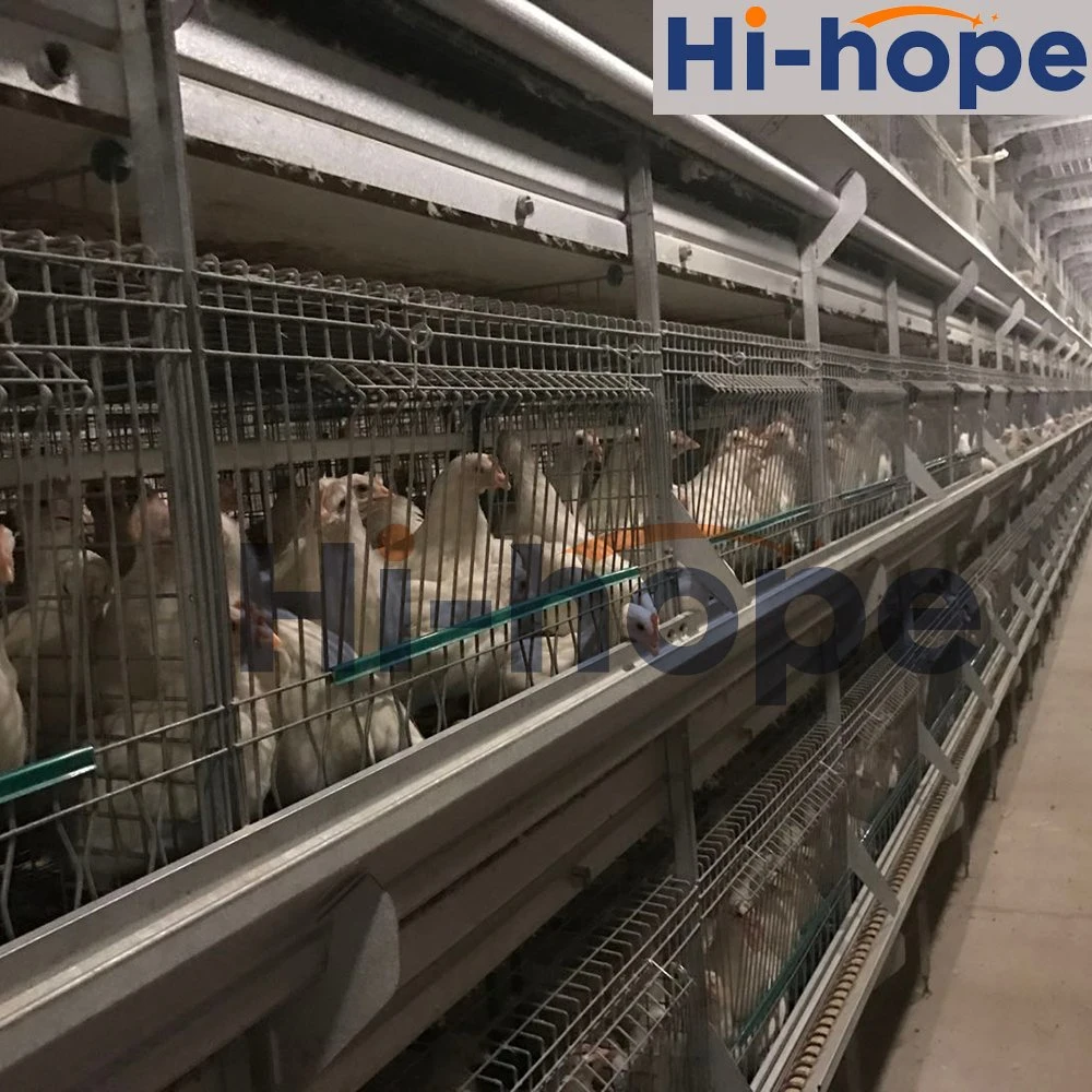 De conception moderne de l'équipement de la Volaille Poulet cages de la couche d'oeufs