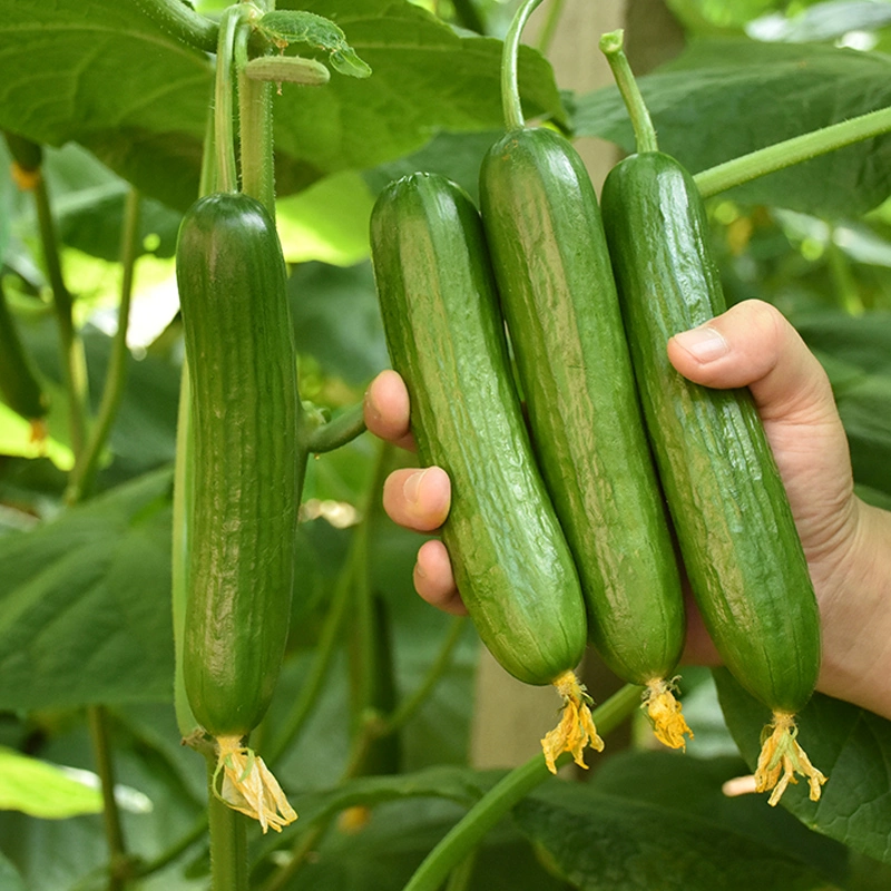 Hot Tolerant Wholesale Cucumber Seed Vegetable Seeds for Sowing