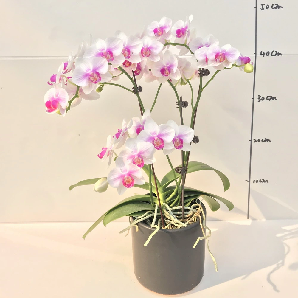 Plante d'orchidée fleur blanche avec lèvre rose plantes vivantes