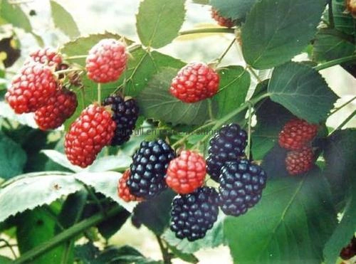 Factory Supply Mulberry Fruit Powder 25: 1