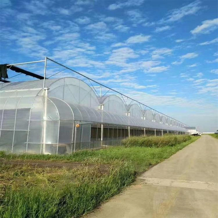 Greenhouse Plastic Film Agricultural UV Treated Plastic Film Greenhouse Industrial Grade PE Film Greenhouse