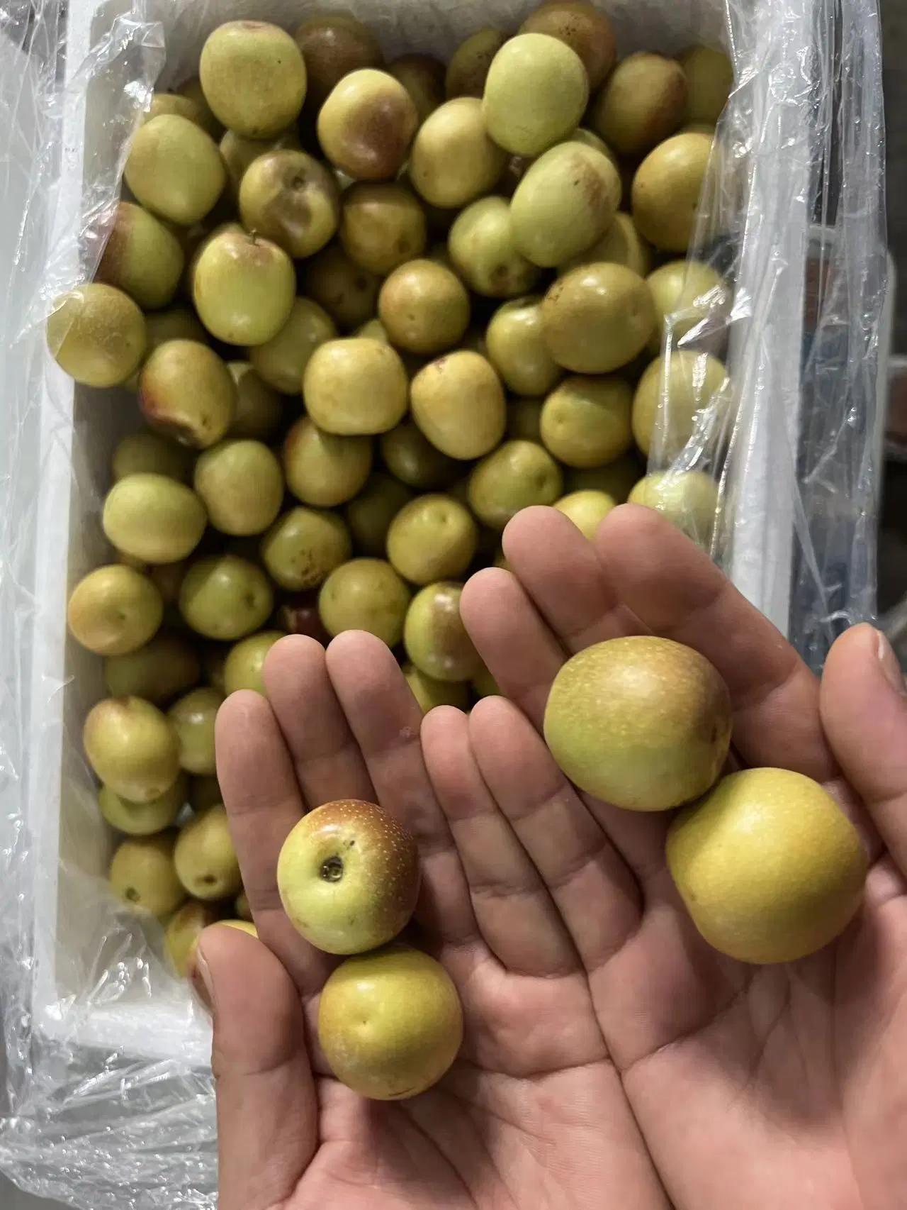 2022 Nova cultura doces frescas Datas de maçã fresca de frutos Jujube Jujube Inverno para exportação