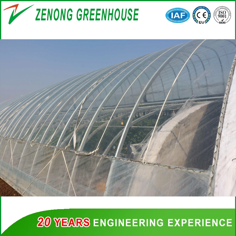 Agriculture Po Film Greenhouse with Hot Galvanized Steel for Mushroom/Celery/Pepper