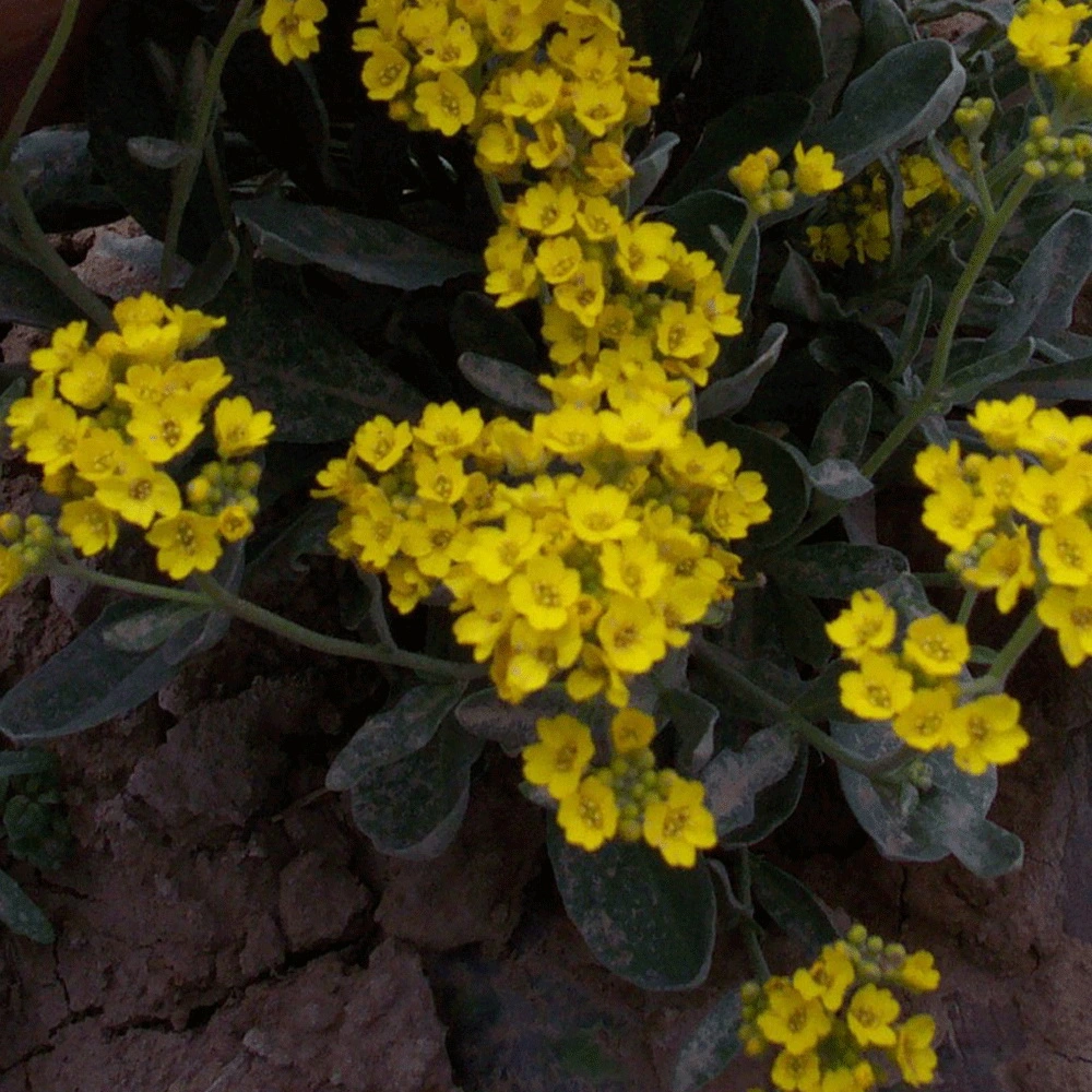 Touchhealthy Supply Aurinia Saxatilis Seeds/Yellow Alyssum Seeds