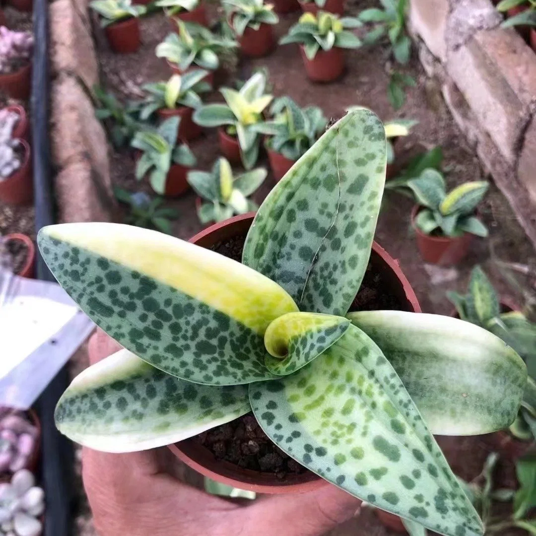 Amarillo Variegata Drimiopsis Bonsai decorativos