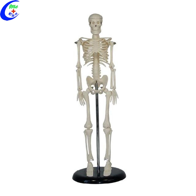 Human Torso Skeleton Anatomy Model