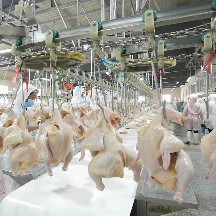 Raniche pollo escaldado de mataderos mataderos de aves de corral de la máquina de equipos de sacrificio de aves de corral