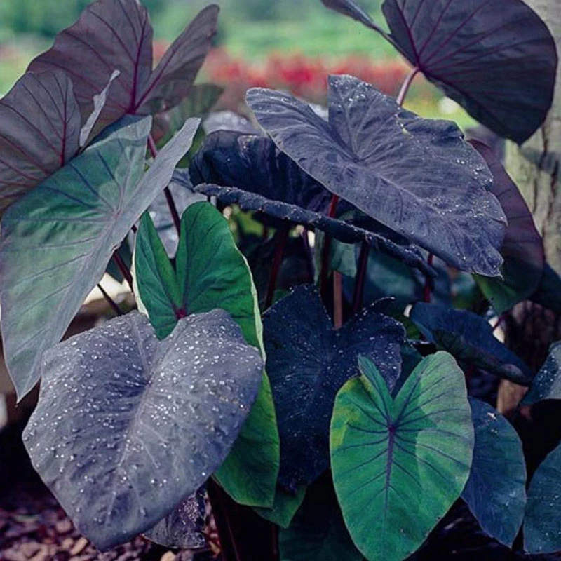 Plantes réel Colocasia corail noir de l'ornement intérieur fournisseur