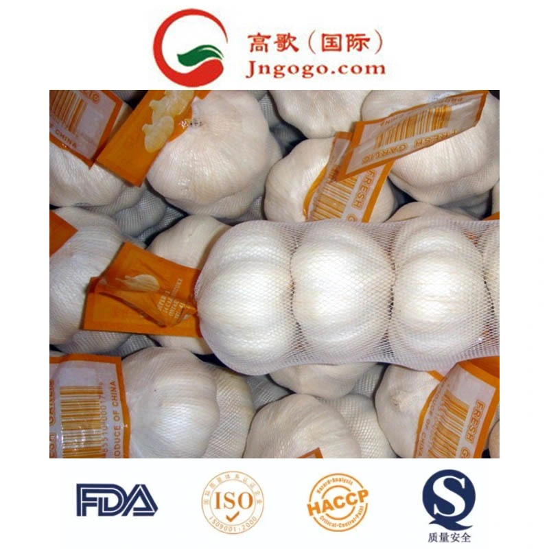 New Crop Fresh Good Quality Normal White Garlic