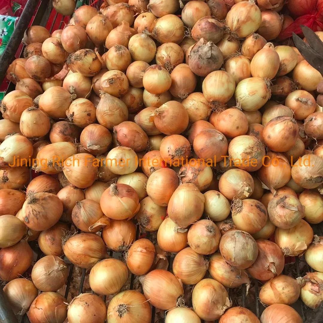 Fresh Yellow Onions Hot Selling Fresh Shallot Gansu New Crop