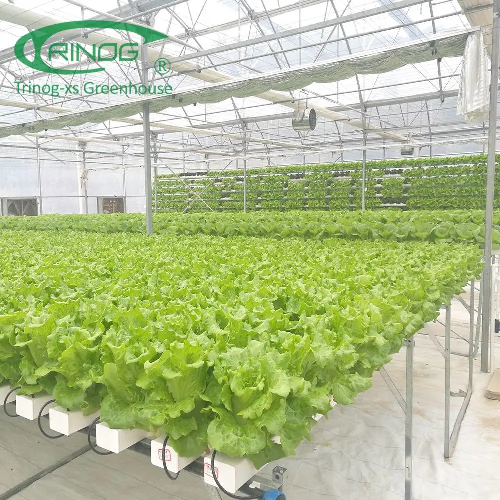 Customized Film Covering Material Cultivation Hydroponics System Greenhouse For Agriculture