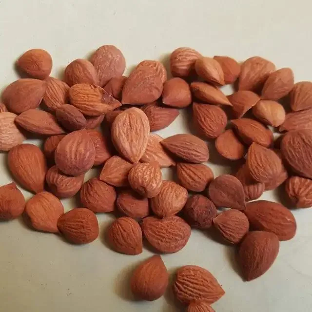 Заводская поставка 100% натуральные орехи горький миндаль традиционная травяная медицина