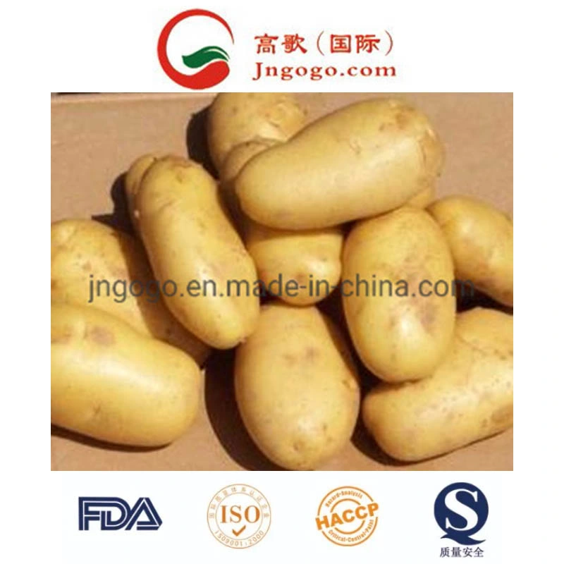 Fresh Yellow New Crop Potato (50-100g)