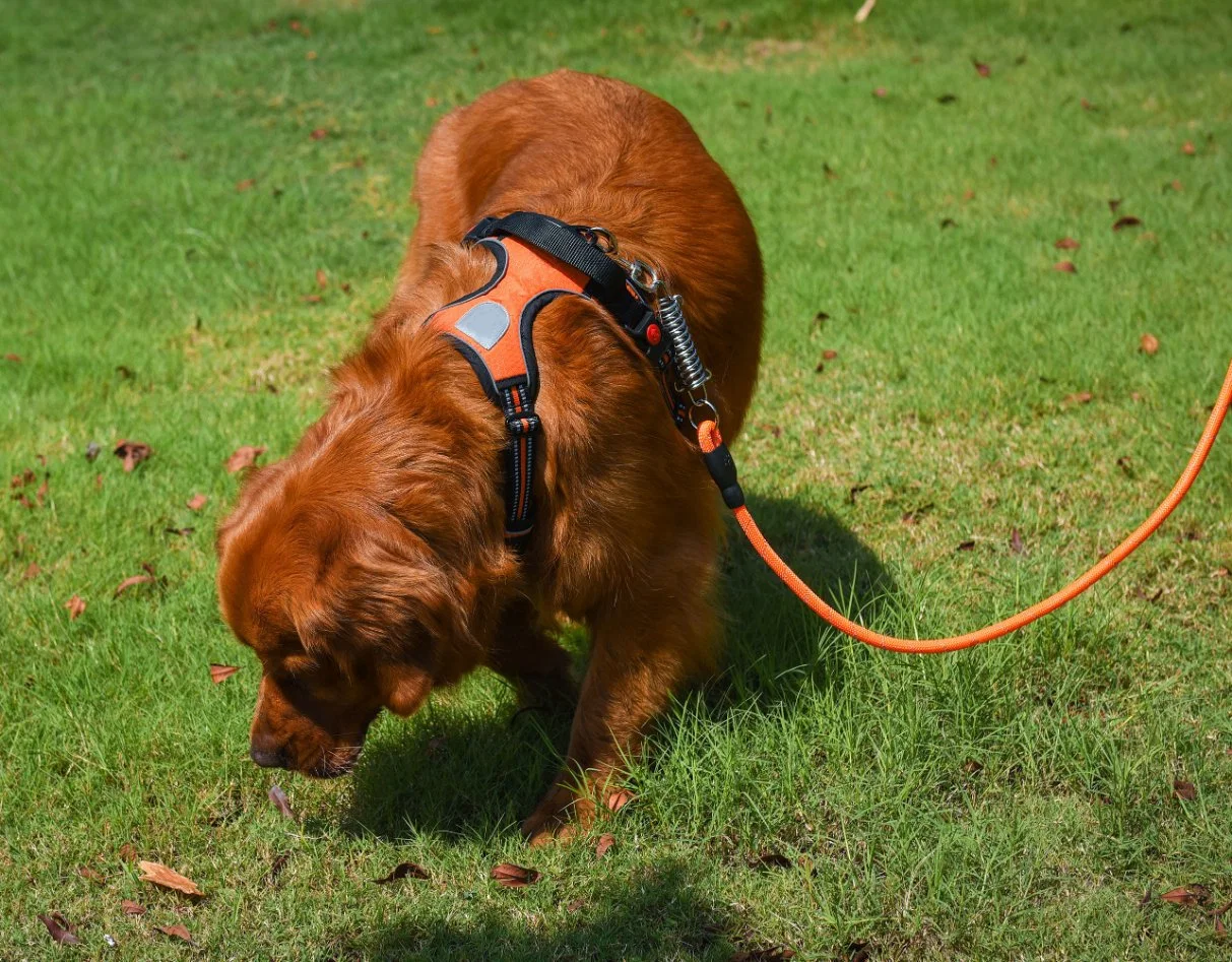 Amazon vende caliente suave y ajustable acolchado reflectante No tire de la mascota perro Chaleco arnés arnés y correa para perro grande