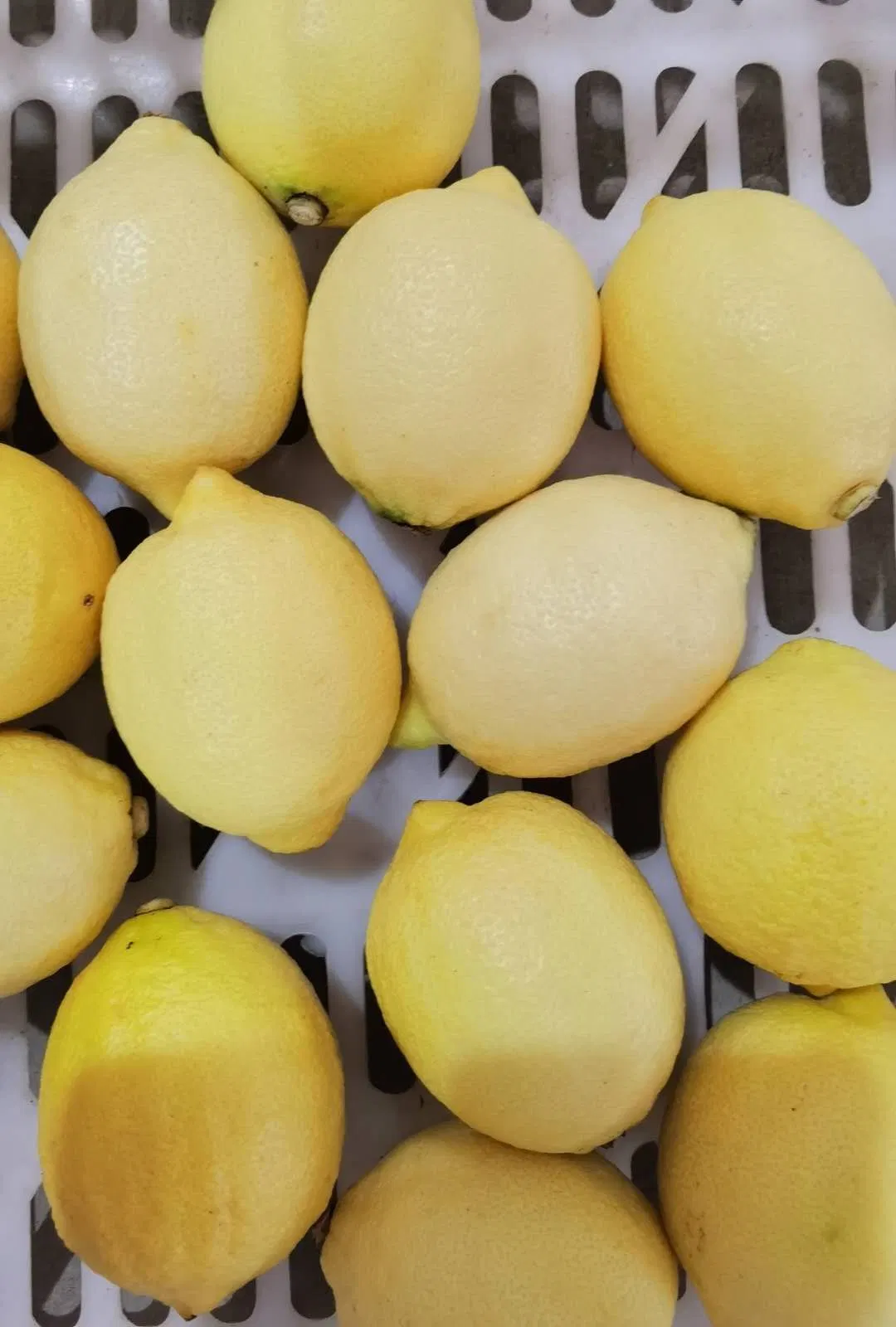 Amarelo limão Fresco Natural chinês frutos para venda 2022