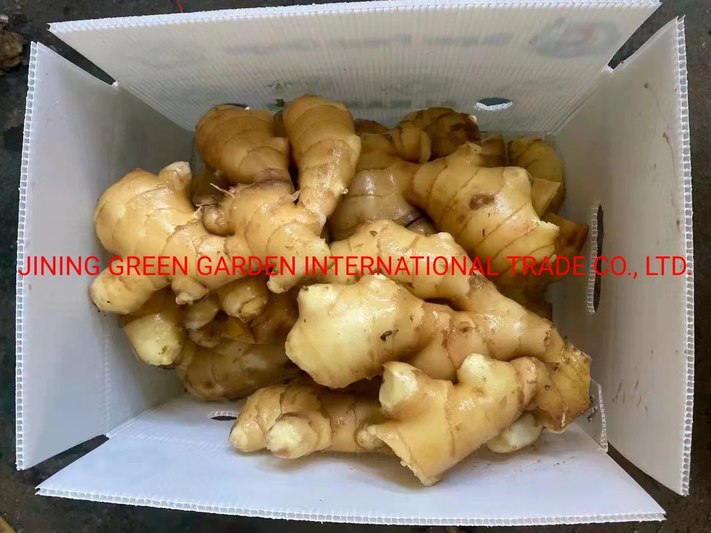 New Wholesale/Supplier Chinese Fresh Frozen Vegetable Food Air Dry Dried Pickled Slice Dehydrated Sushi Organic Crop Fat Yellow Ginger Price From Factory Supplier with