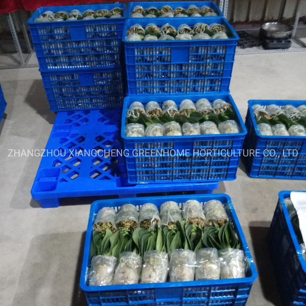 Plante d'orchidée fleur blanche avec lèvre rose plantes vivantes