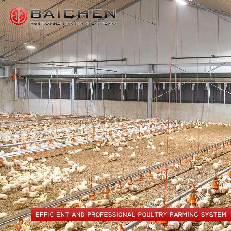 Chicken House Poultry Feeding Line Equipment with Pan Feeder