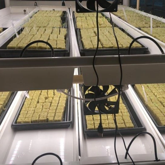 Hydroponics Farm Fodder Hydroponic Fodder Trays System