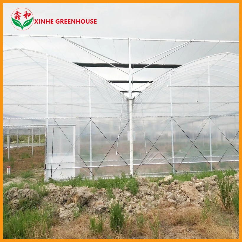 Agricultural Commercial Multi-Span Film Greenhouse with Hydroponic System