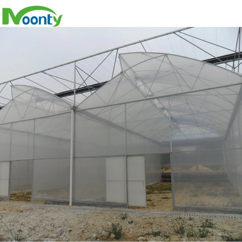 Ventilation toit en dents de scie pour effet de serre tropicale Poly Tunnel/ zone subtropical