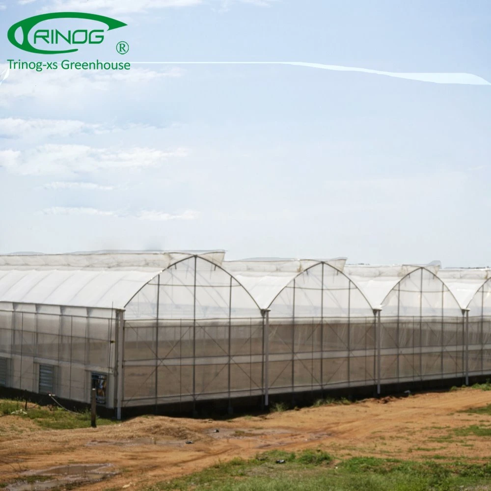 Industrial poly tunnel greenhouse for tomato