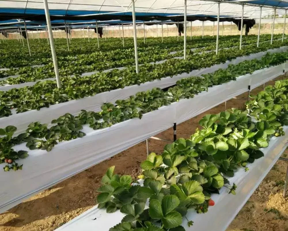 La película de plástico Multi-Span avanzada de gases de efecto para los tomates y pepino y pimientos o berenjenas/sistemas de cultivo hidropónico de fresa