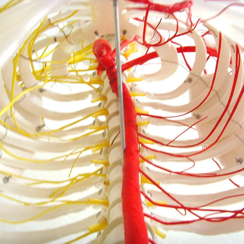 Esqueleto humano de 170 cm com o modelo anatómico com lomão de PVC de alta qualidade Artérias principais e nervos espinhais