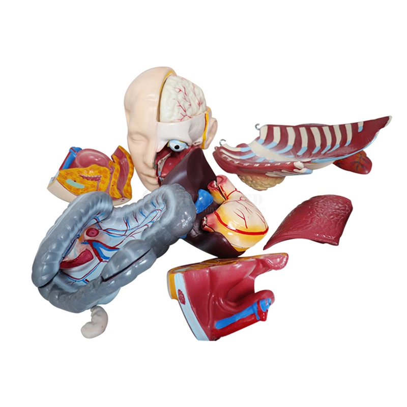 Sy-N018 Medizinisches Modell Anatomie menschliche Organe Modell männlich und weiblich Torso-Modell