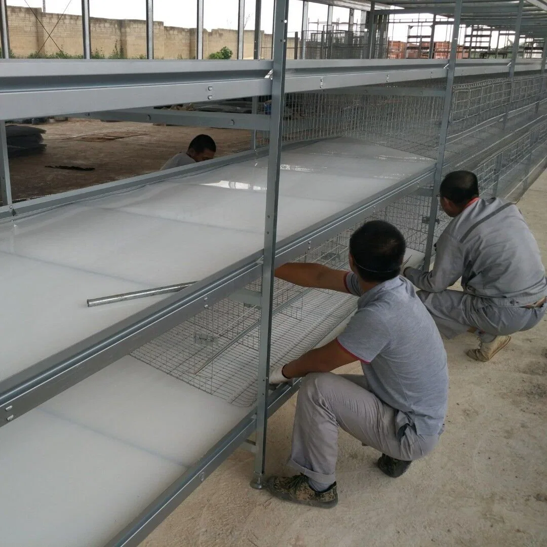 Customized Design Layer Chicken Coop with Interior Automatic Equipment