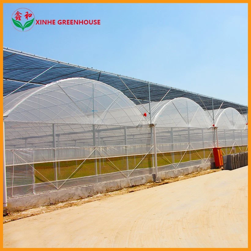 Vegetable Plastic Multi Span Film Poly Greenhouse with Hydroponic