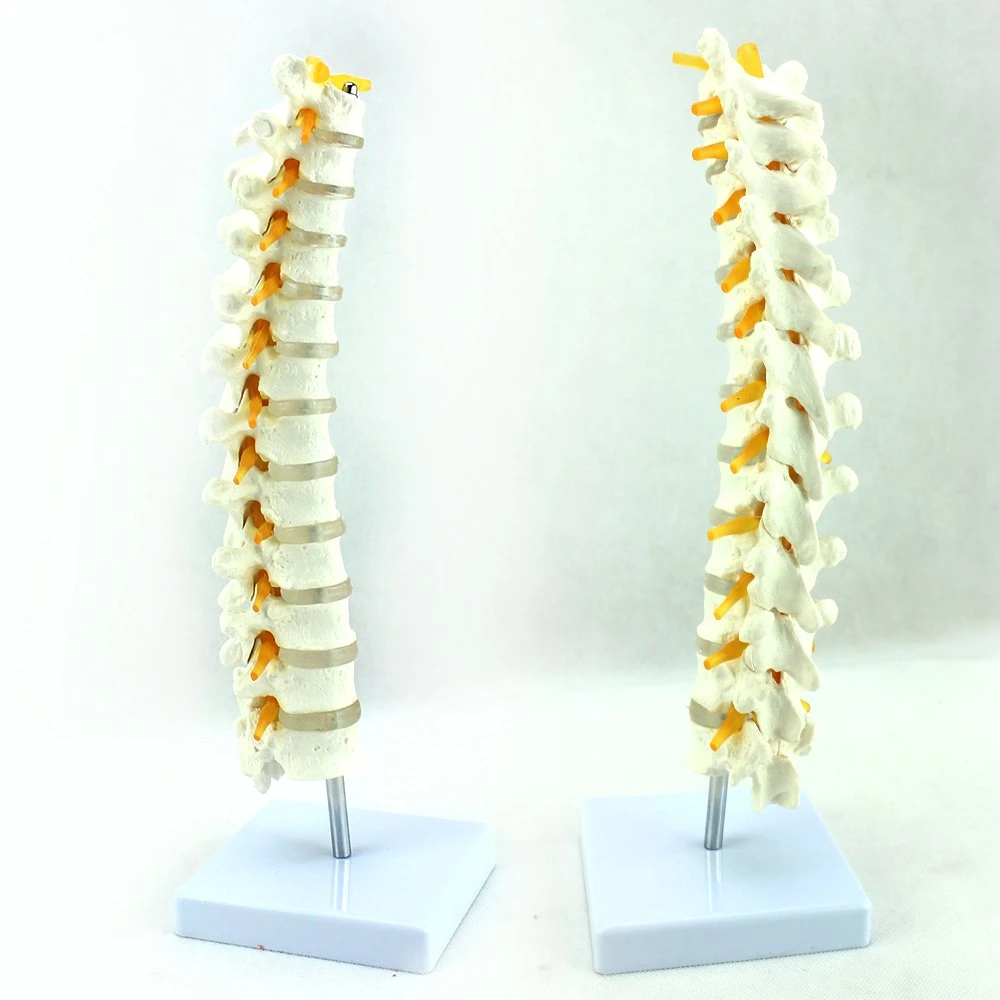 Good Quality of Medical Teaching Anatomical Model of Cervical Vertebra