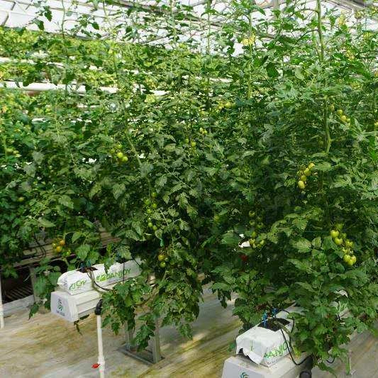 Agriculture PE Film Greenhouse for Vegetable Hydroponic Growth