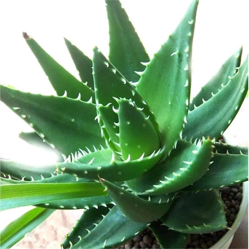 Factory Price Bulk Natural Aloe Vera Extract 100% Aloin 20% -98% Aloe Emodin 90%-98% Aloe Vera Dry Extract