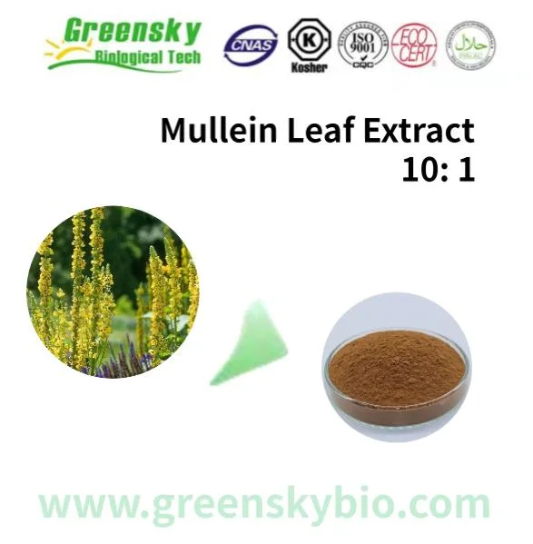 Extracto de hierba Mullein natural a granel en polvo Extracto de la hoja Mullein Hoja 10: 1 Brown puro polvo amarillo aditivos alimentarios