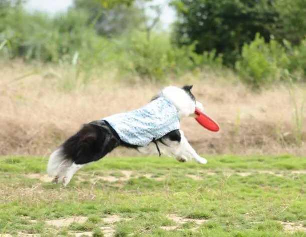 Designer de mode de haute qualité de l'hiver chien Vêtements Vêtements pour animaux de compagnie avec une haute qualité