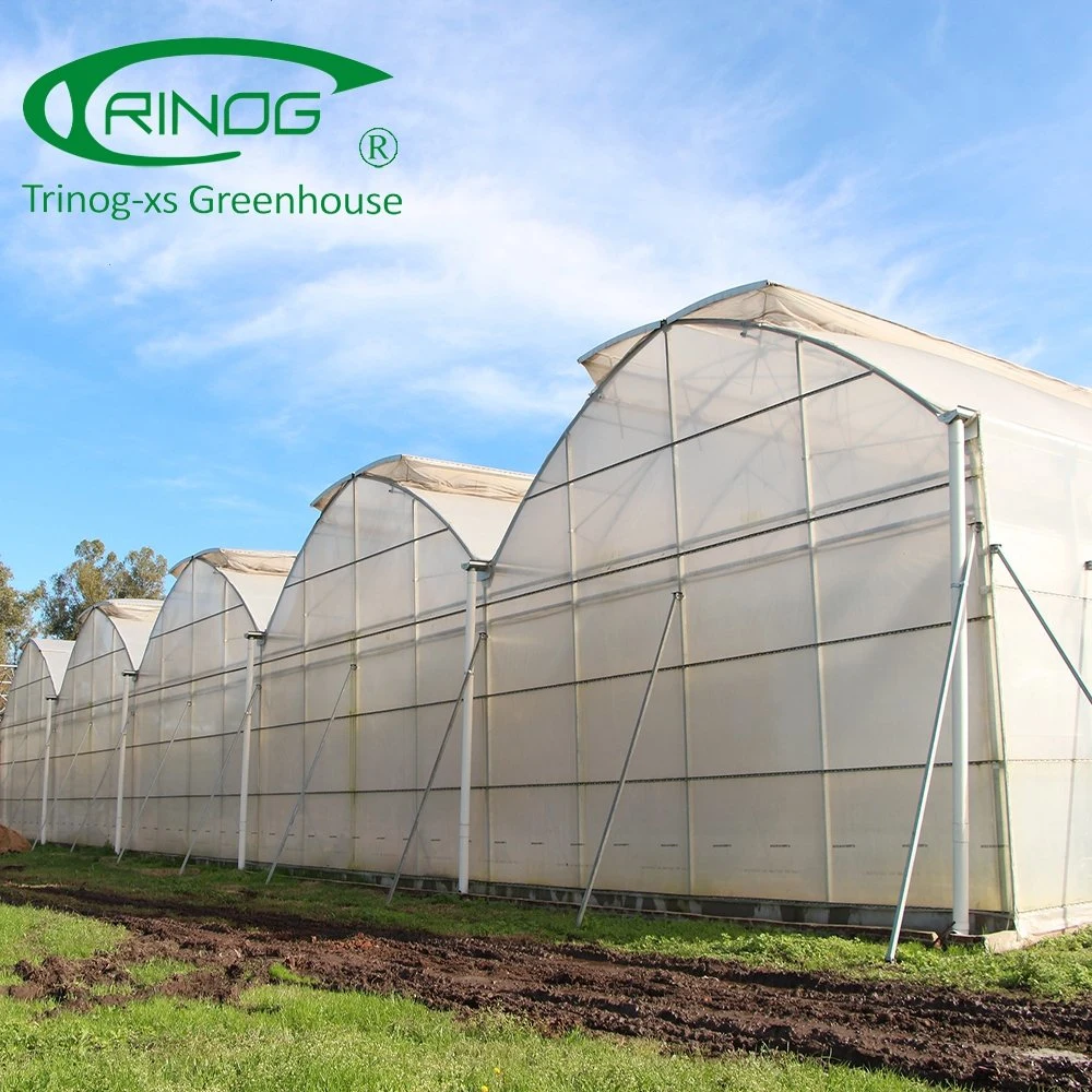 Cheap Multispan Film Agriculture Greenhouse for Vegetable and Garden